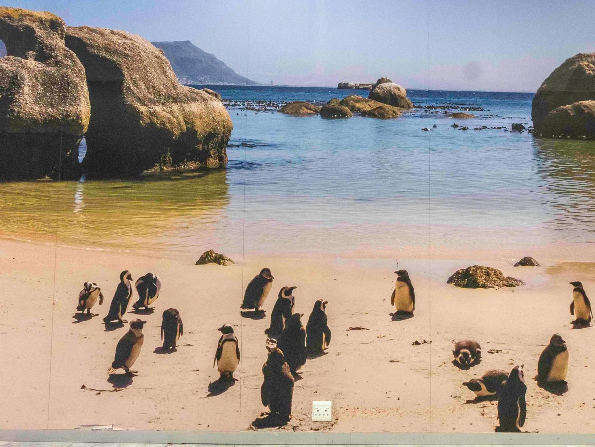Flamingo Sea Point Sea View Luxury Best Position 1 Bedroom Apartment Queen Size Bed & Inverter For Tv Cape Town Ngoại thất bức ảnh